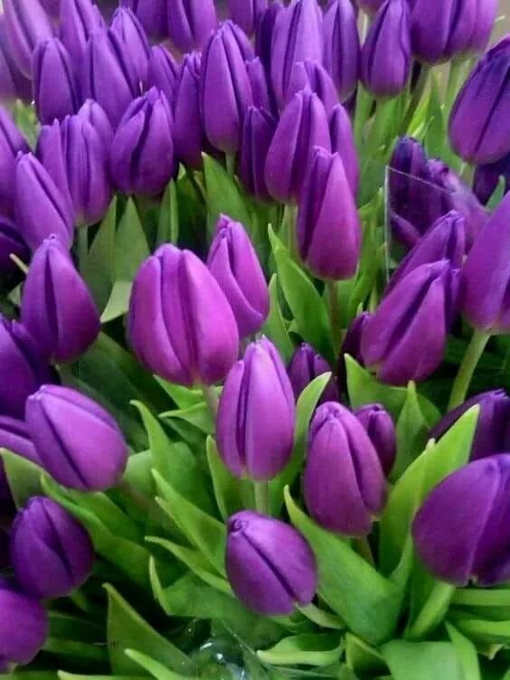 Что означают фиолетовые тюльпаны. Тюльпан сиреневый. Тюльпан фиолетовый. Фиолетовые тюльпаны букет. Лиловые тюльпаны.