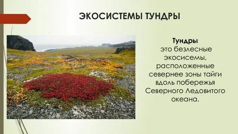 Взаимосвязи в тундре 4 класс