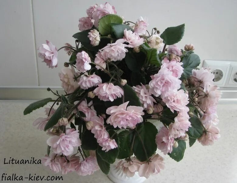 African Violet Lituanka African violets, African, Violet