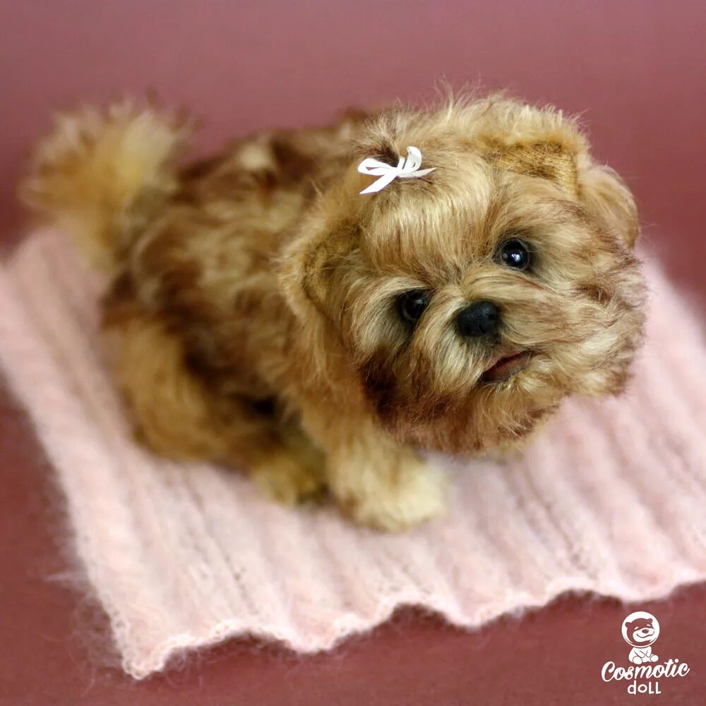 Тедди терьер. Тедди терьер. Тедди терьер. Тедди терьер. Тедди терьер кучерявый.