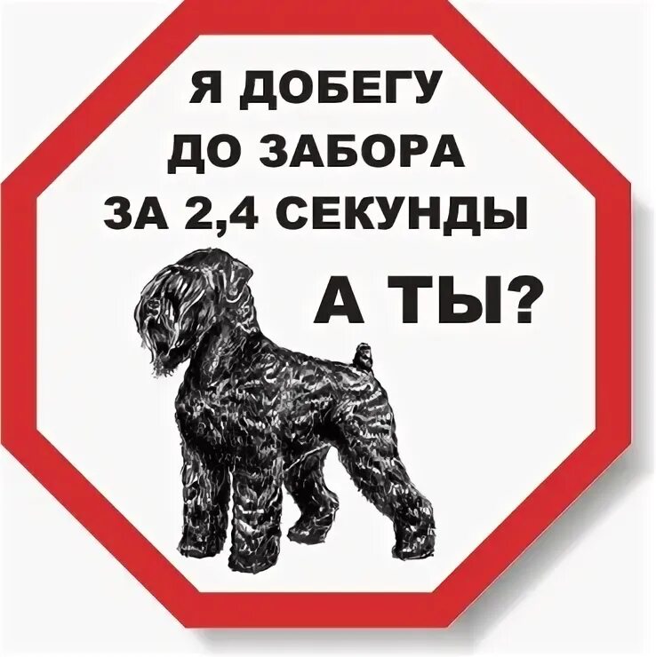 Добежав до забора собака опять мгновенно разворачивается. Табличка &quot;злая собака&quot;. табличка осторожно злая собака. табличка русский черный терьер. наклейка русский черный терьер.