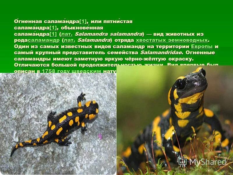 Огненная саламандра. Саламандра земноводное. Ядовитая саламандра ящерица. Огненная саламандра. Тритон огненная саламандра.