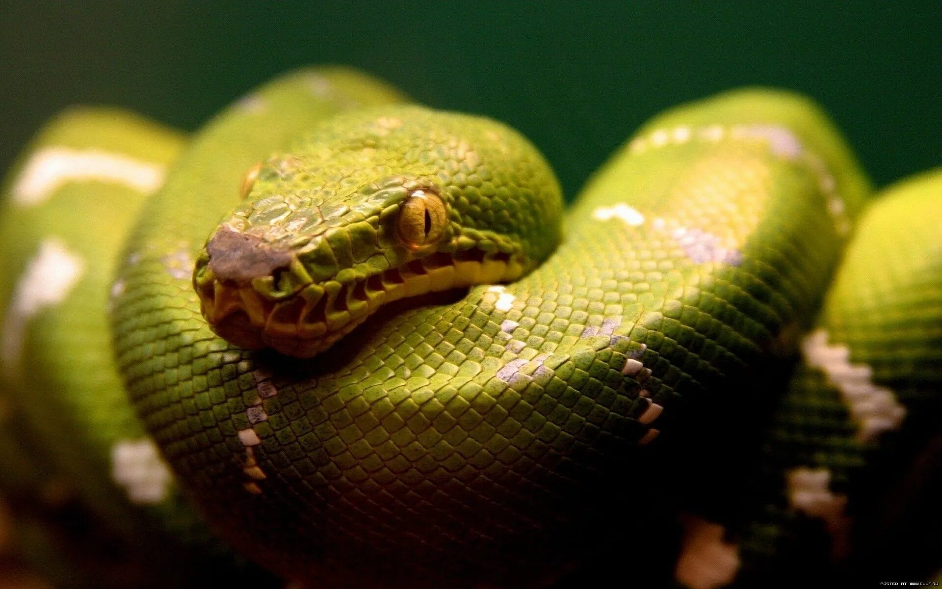 Удав язык. Змея Аспид зеленый. Собакоголовый удав желтый. Питон змея. Грин Снейк.