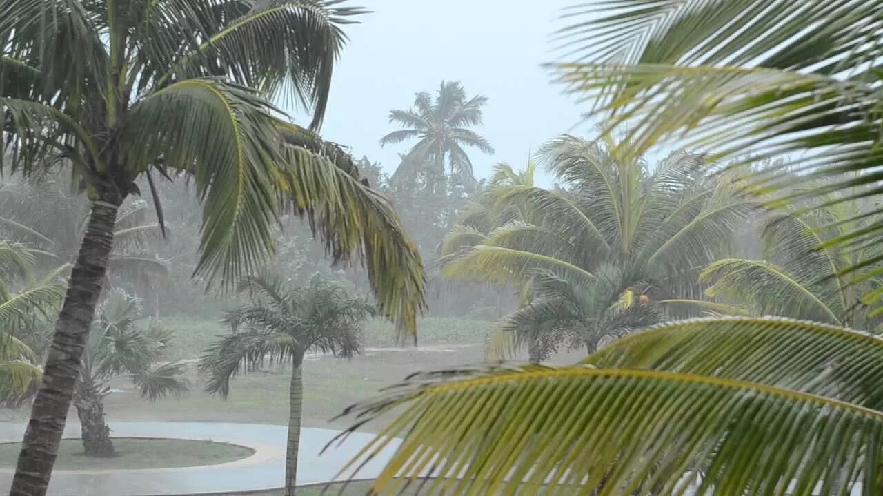 Куба климат. Доминиканская Республика климат тропический. Тропический ливень. Тропический дождь.