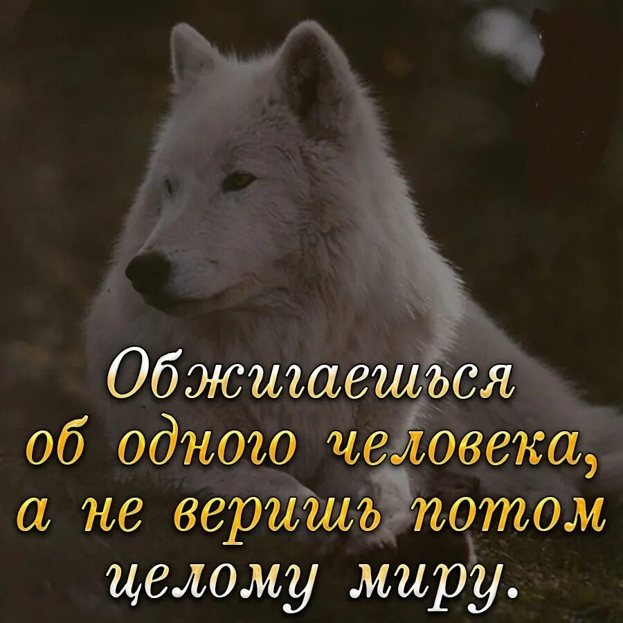 Не верю пропало все доверие. Не верь никому цитаты. Цитаты волка. Недовирайте никому цитати. Не доверяй никому цитаты.