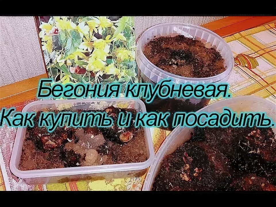 Как сохранить клубневую бегонию. Луковица бегонии. как сажать клубни бегонии. как сажать бегонию клубневую. как посадить клубень бегонии.