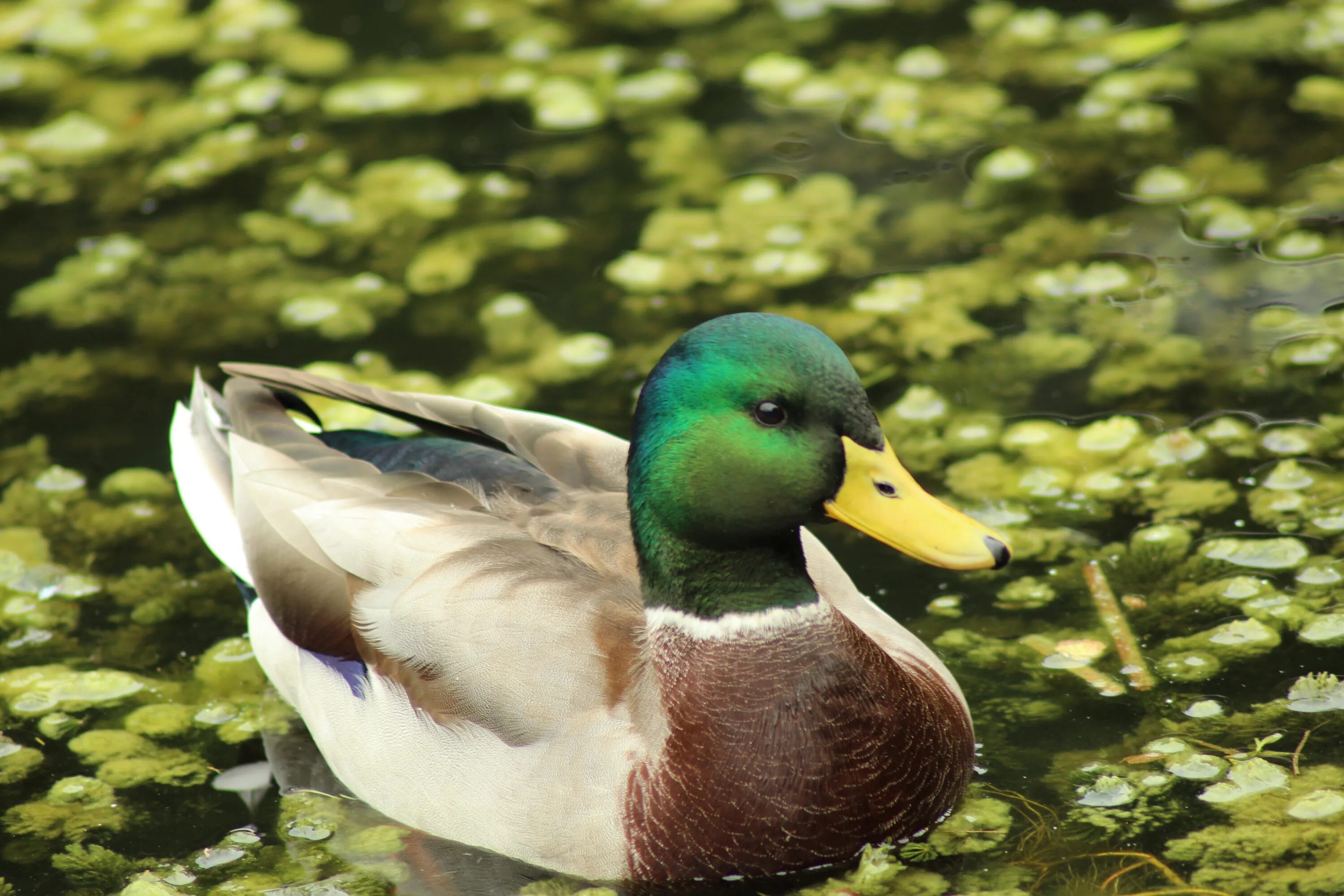 Duck bird