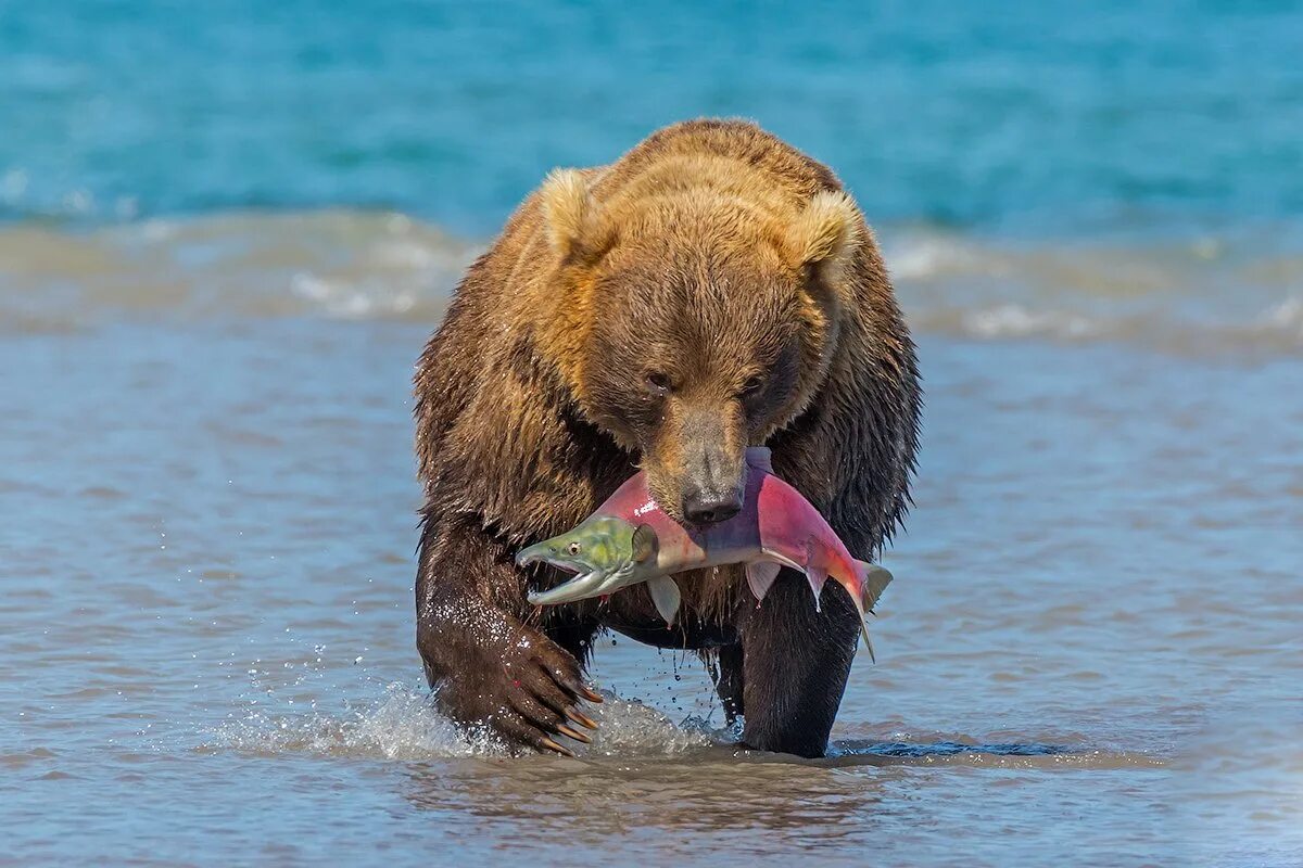 Животное ис. Камчатский бурый медведь. Бурый медведь ест рыбу. Камчатский медведь и лосось. Камчатка медведь с рыбой.
