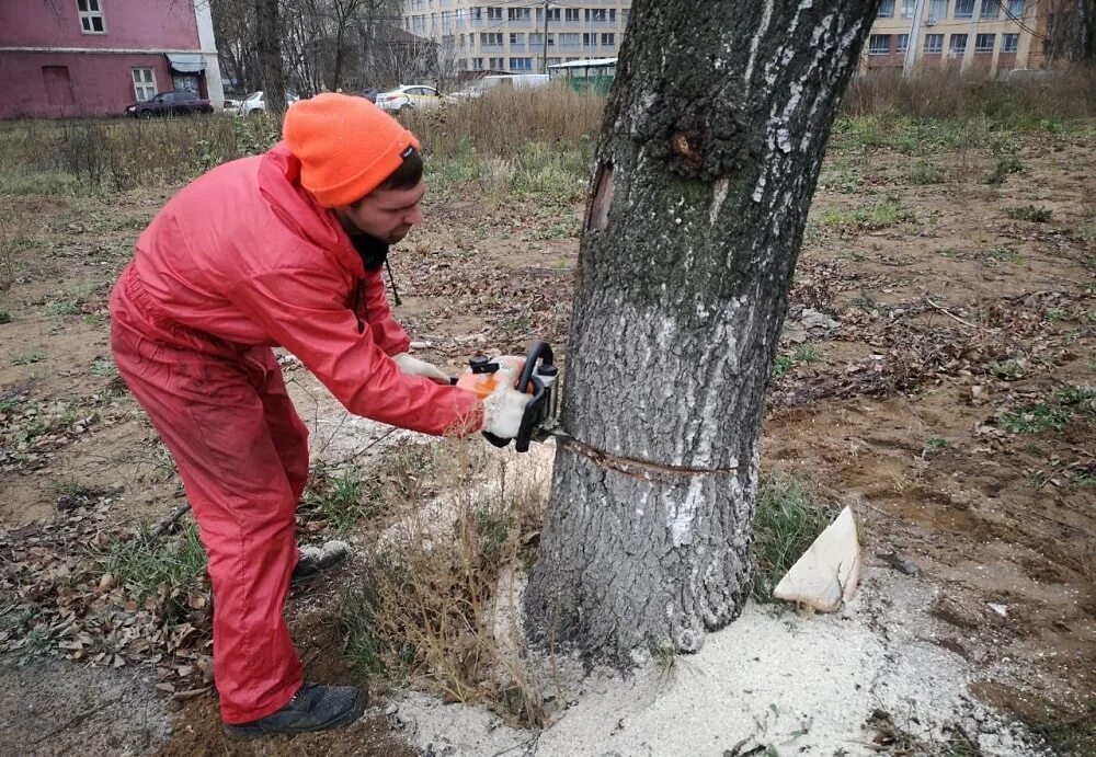 Нужно вывести из леса 35 бревен. Мембраны деревьев аварийных. Аварийные деревья фото. Удаление деревьев. Дерево очищенное.