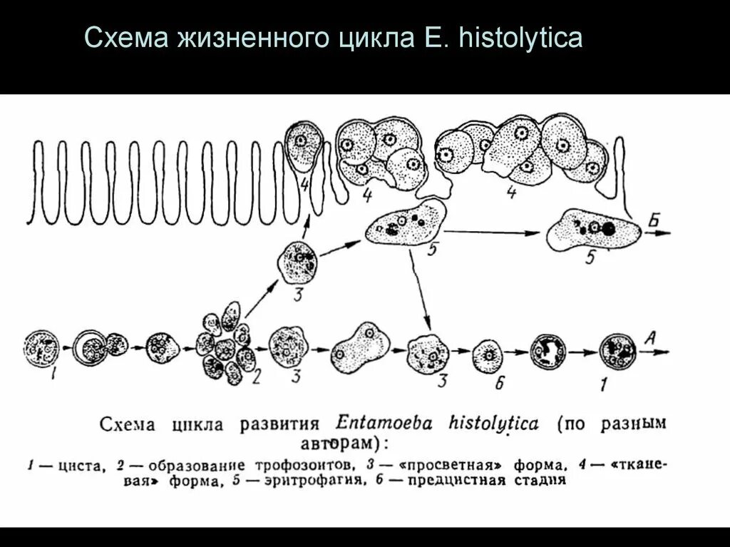 Стадии жизненного цикла цисты