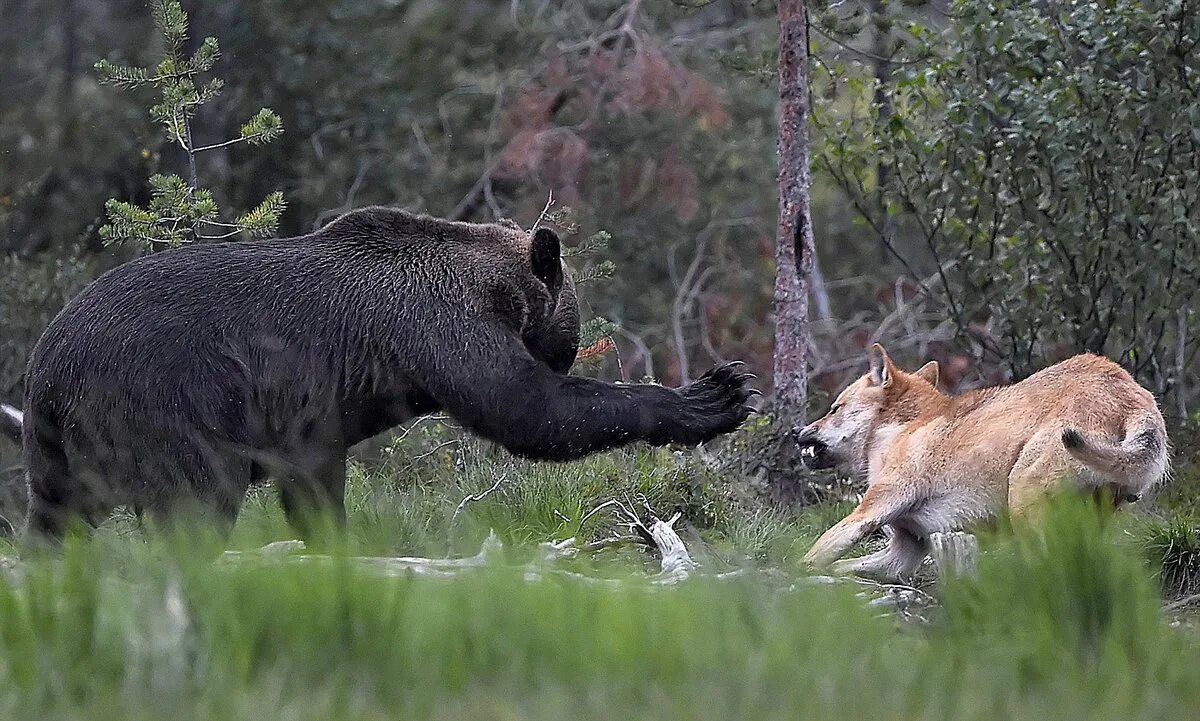 Бурый медведь против. Бурый медведь против секача. Волки и медведи. Медведь охотится. Медведь в дикой природе.