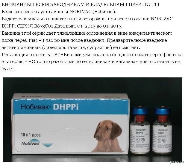 Через сколько можно мыть собаку после прививки