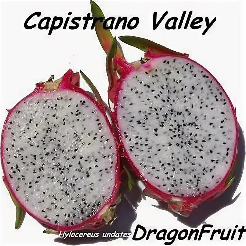 File:Dragonfruit tree.jpg - Wikipedia