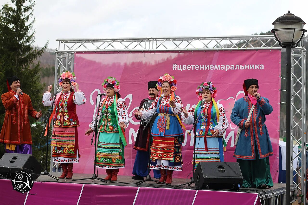 Цветение маральника фестиваль. Фестиваль цветение маральника 2022. Праздник в Горном Алтае цветение маральника. Фестиваль цветение маральника на Алтае.