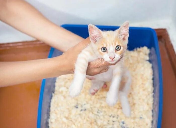 Как быстро приручить котенка. Лоток для котят. кот в лотке. приучение котенка к лотку. как приручить котенка.