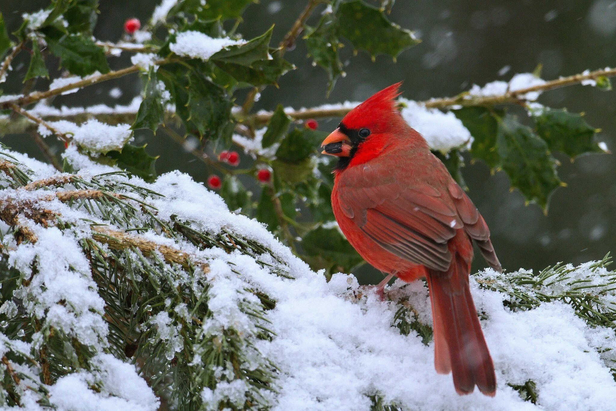 Красные зимние птицы. Красный Кардинал ред. Свиристель и красный Кардинал. Снегирь Кардинал. Снегирь и красный Кардинал.