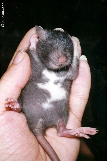 Крыса мальчик маленький. Трёхнедельные крысята.