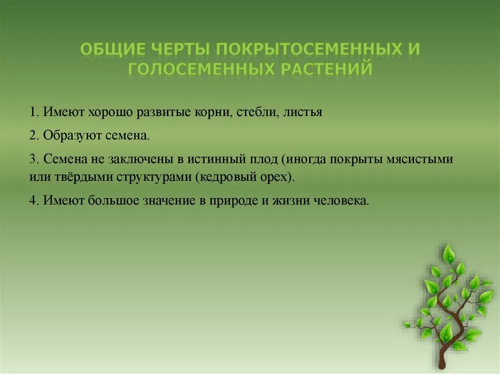 Строение голосеменных и покрытосеменных. Общие черты покрытосеменных и голосеменных растений. Характеристика голосеменных и покрытосеменных растений. Ткани голосеменных и покрытосеменных растений. Голосеменные растения Общие черты.