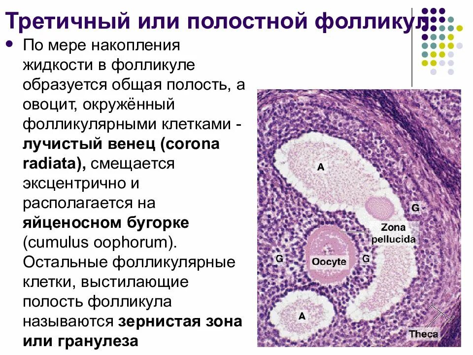 Строение фолликула гистология. Третичный фолликул гистология. тека фолликула гистология. овоцит гистология. граафов фолликул это гистология.