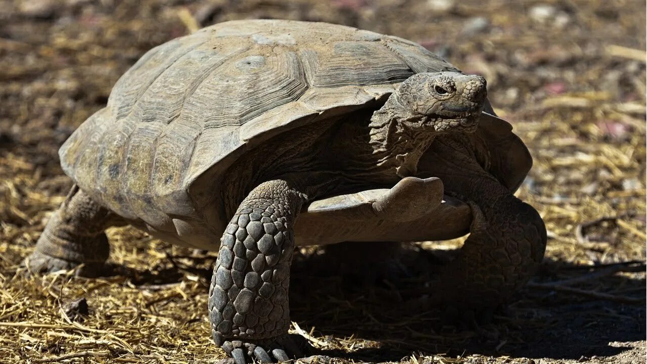 Пустынная черепаха Gopherus agassizii. Пустынный Западный Гофер. Техасский Гофер. Черепахи живут 300