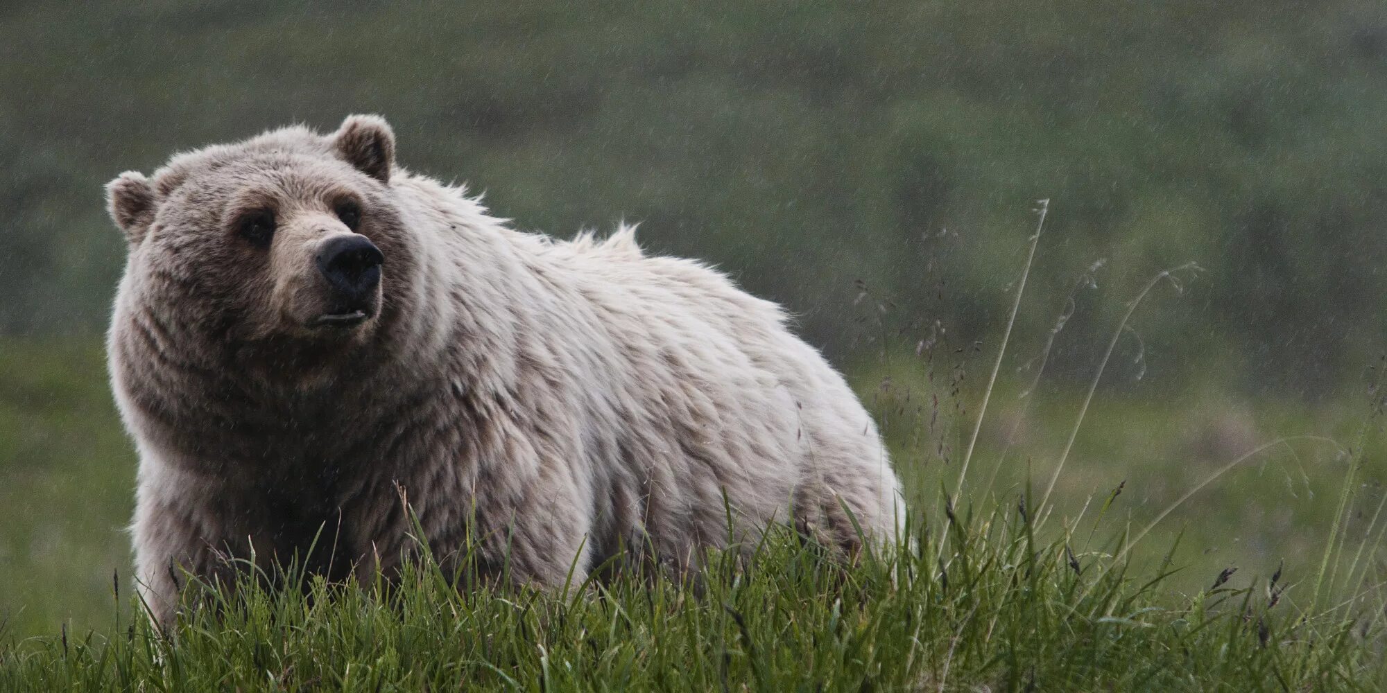 Grey bear