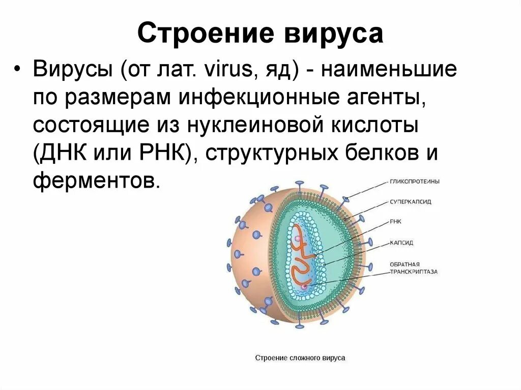 Структура вируса схема. Строение вирусной клетки. Строение вируса описание и рисунок. Схема строения клетки вируса. Биология 8 вирусы