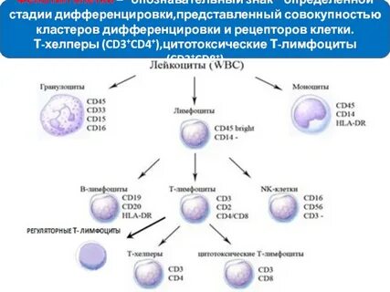 3 т клеток
