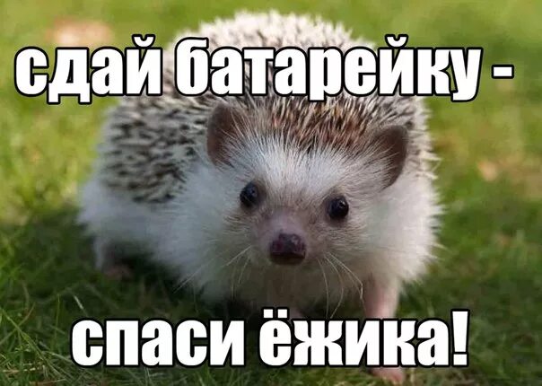 Сдай батарейку спаси ежика. Акция собери батарейки спаси ежика. Акция сдай батарейку спаси ежа. Акция сдал батарейку спас ёжика. Сдай батарейку спаси ежика.