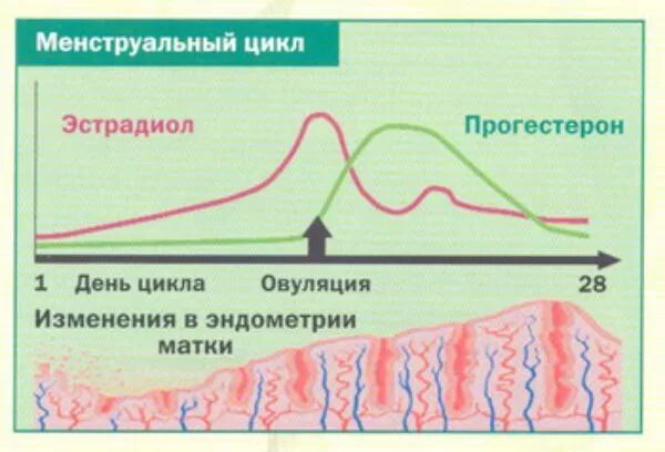 Менструальный цикл. Фазы цикла менструационного цикла. Прогестерон в менструальном цикле. Эстрадиол в менструационного цикла.