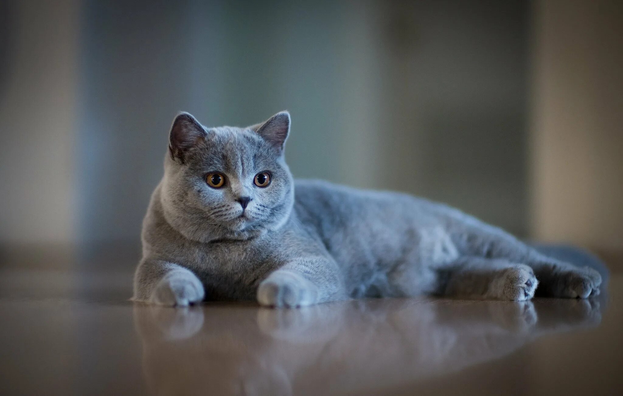 Британская короткошёрстная кошка. Британская короткошёрстная British Shorthair. Британская кошка короткошерстная серая. Британская короткошёрстная кошка шартрез.