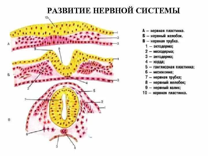 Спинной мозг из эктодермы. Развитие нервной системы в эмбриогенезе человека. Нервная трубка эмбриогенез. Ранние стадии развития нервной системы человека. Схема формирования первичной нервной трубки.