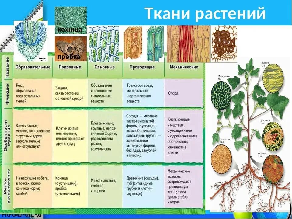 Органы растений основных тканей