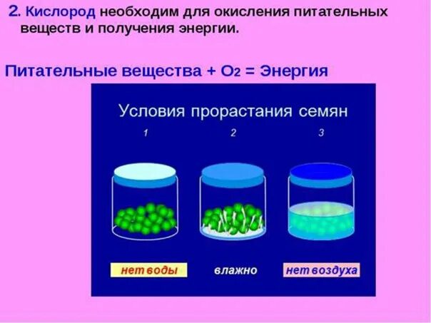 Условия прорастания семян опыт. Лабораторная работа прорастание семян. Условия прорастания семян вода. Воздух для прорастания семян.