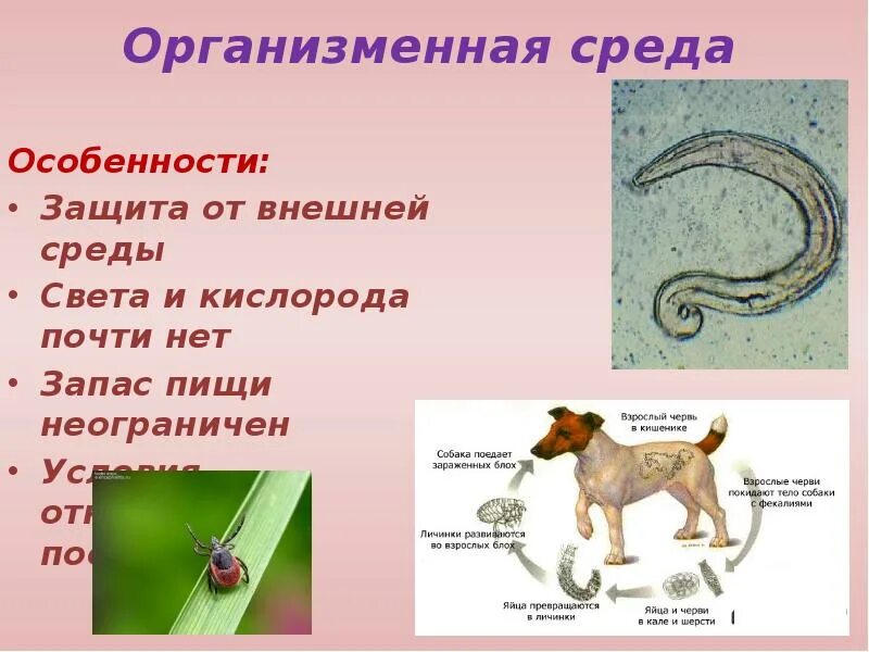 Представители организменной среды обитания. Организменная среда 5 класс биология. Факторы организменной среды. Организменная среда приспособления организмов.