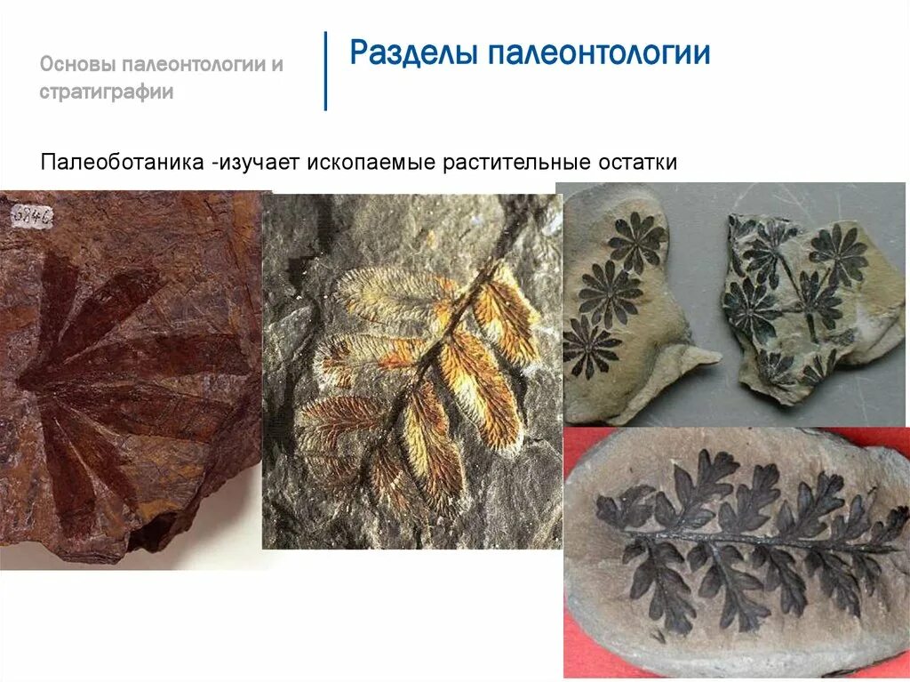 Что такое палеоботаника. Палеоботаника палеонтология таблица. основы палеонтологии. палеонтология растений. что изучает палеоботаника.