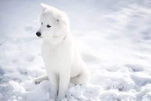 Pin by Pedro Chiesa on Lobos Dogs, Siberian husky, Dog breeds