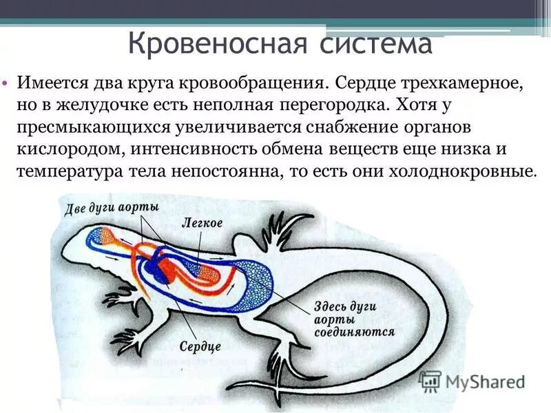 У какого животного трехкамерное. Класс пресмыкающиеся кровеносная система. Кровеносная и дыхательная система рептилий. Пищеварительная система пресмыкающихся 7 класс биология.