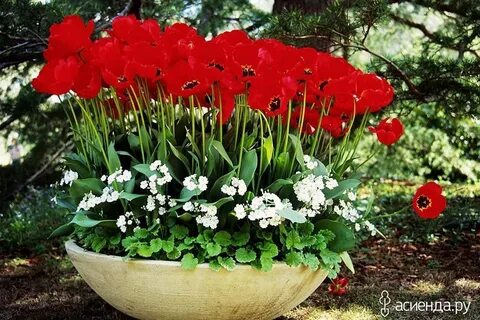 Клумба красно белая