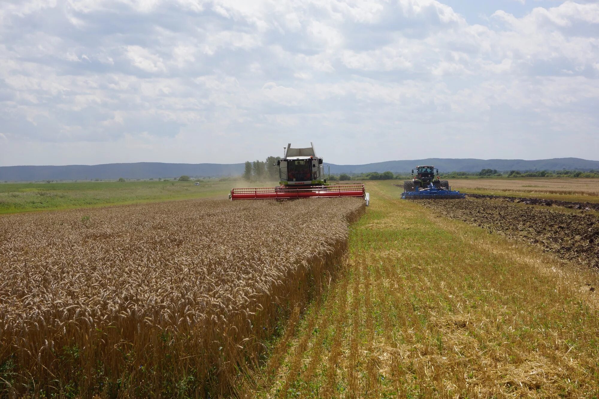 Возделывание озимой пшеницы. Боронование Яровой пшеницы. Посев зерновых культур. Возделывание полей.