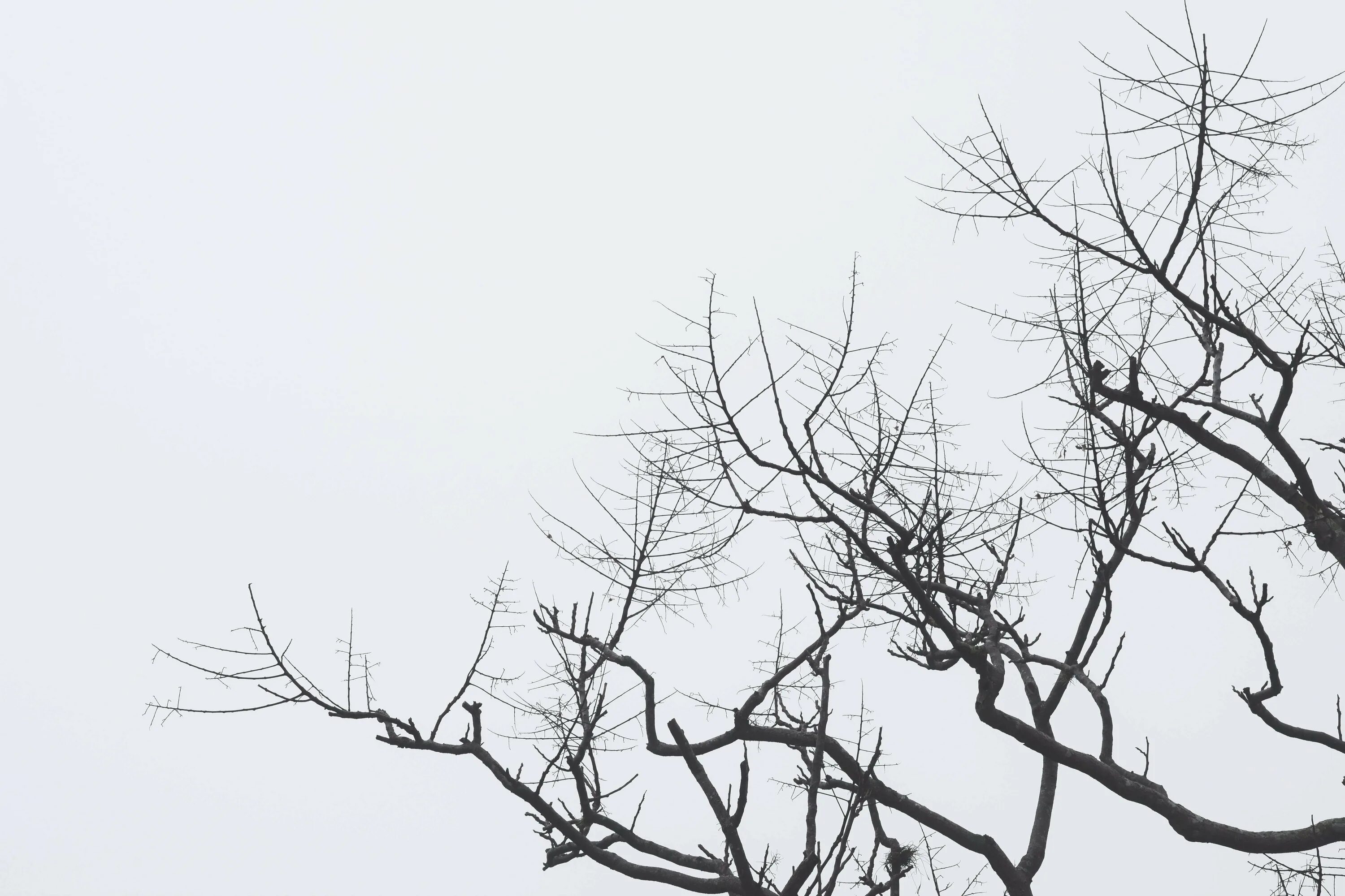 Мрачные ветки деревьев. Черные ветви деревьев. Ветки дерева черные. Силуэт дерева. Ветка дерева.