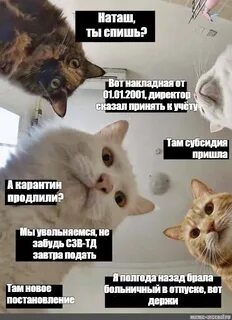 Кот и шмот