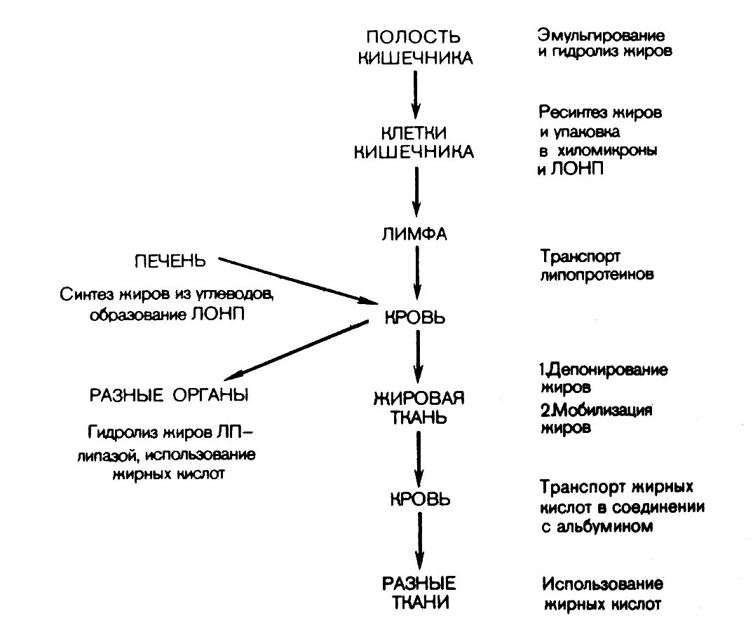 Основные липиды пищи. Схема переваривания жиров биохимия. Общая схема переваривания липидов. Переваривание и всасывание липидов схема. Транспорт жиров в организме биохимия.