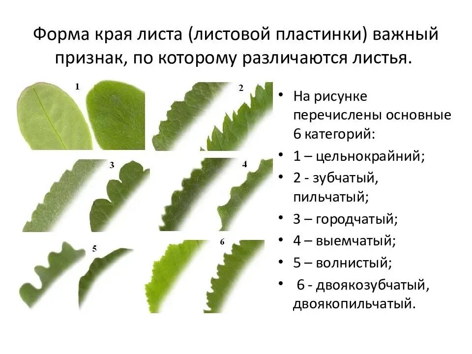 Листья состоящие из нескольких листовых пластинок называются