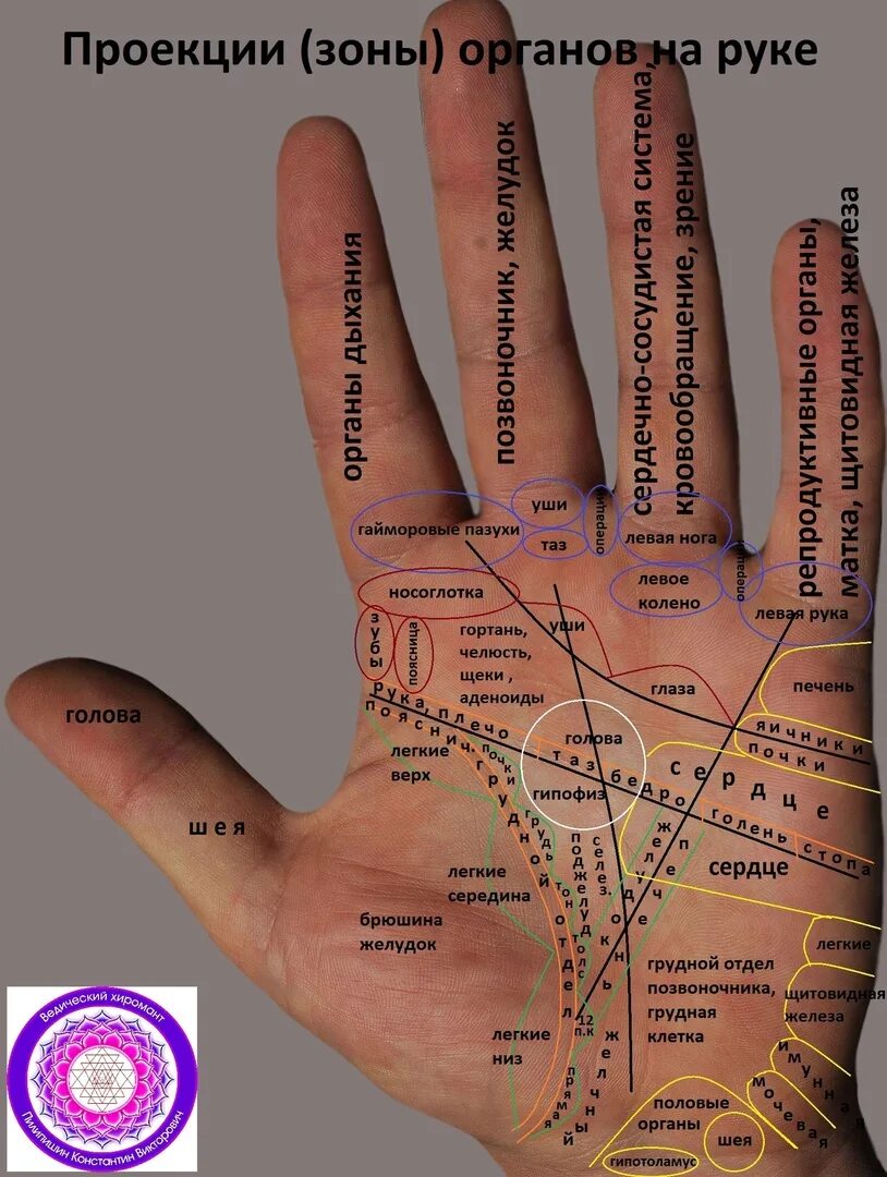 Где ладонь. Хиромантия линии на ладони. Зоны органов на ладонях. Проекция органов на ладони. Линии на левой руке.