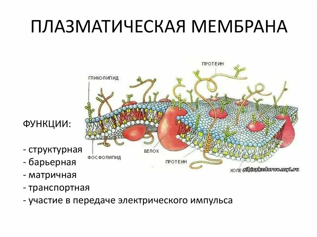 Клеточная плазматическая мембрана функции. Строение плазматической мембраны. Функции плазматической мембраны. Плазматическая мембрана строение и функции.