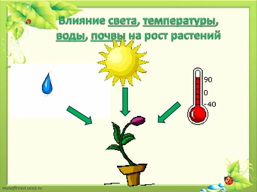 Света воздействие на воду. Влияние освещения на растения. Факторы влияющие на рост растений. Влияние на рост растений. Схема роста растения.