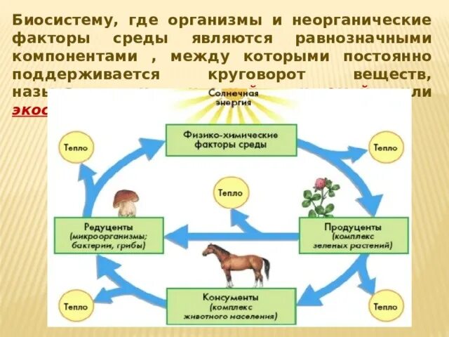 Изготовить модель демонстрирующую круговорот веществ. Изготовить модель демонстрирующую круговорот веществ
