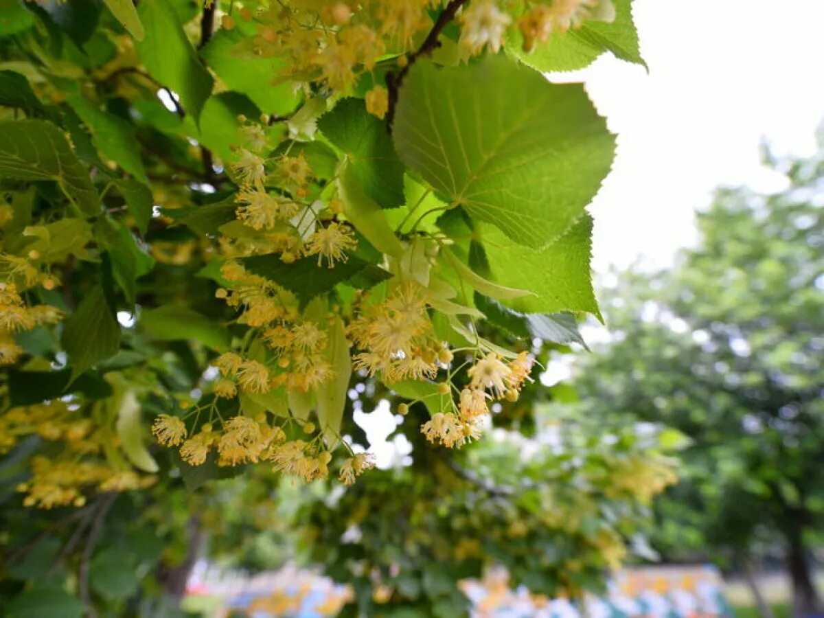 Липа древнейшая спутница города. Липа мелколистная. Липа маньчжурская (Tilia mandshurica). Липа сердцевидная. Липа бегониелистная.