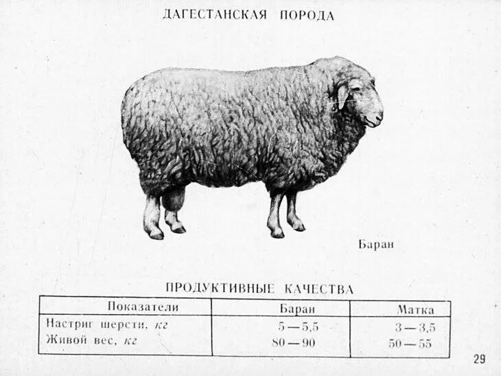 Вес годовалого барана Романовской породы. Средний вес барана мясной породы. Сколько весит баран. Вес среднего барана. Сколько вес барана