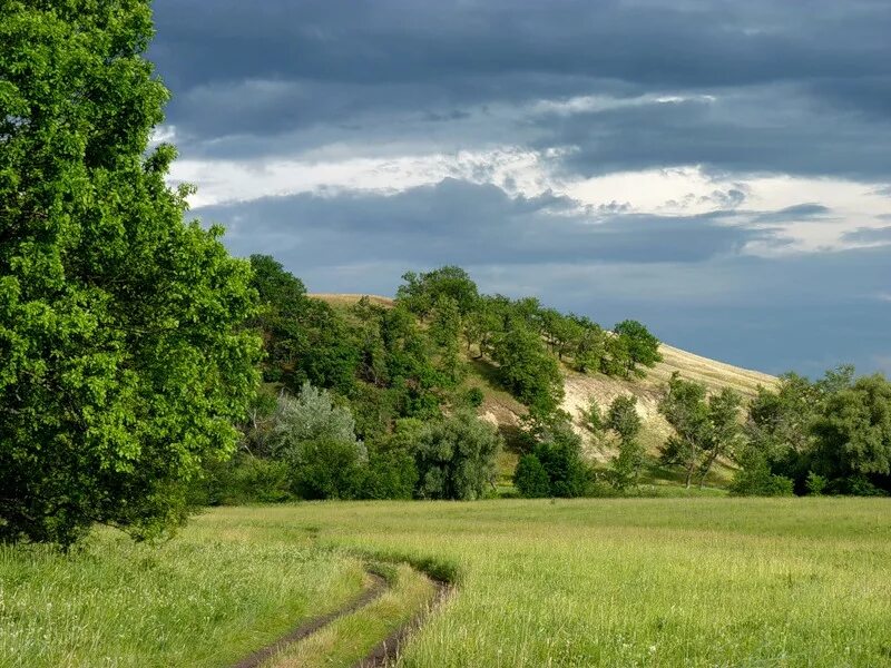 Черноземье курская область. Центрально-Чернозёмный заповедник Курская область. Центрально-Чернозёмный экономический район природа. Центральное Черноземье природа. Лесостепная зона Черноземья.